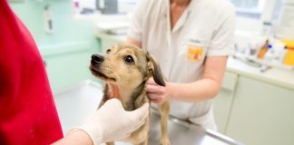 ¿Cómo prevenir el moquillo en los perros?