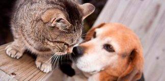 Mascotas: 5 tipos de alergias y cómo tratarlas