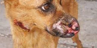 Córdoba: detectan 10 casos de leishmaniasis en perros y recomiendan extremar la prevención