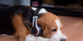 ¿Sirve dejarles música clásica a las mascotas cuando se quedan solas en casa?