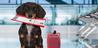 5 errores que debes evitar cometer al viajar con mascotas
