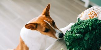 Las frutas y verduras peligrosas para las mascotas