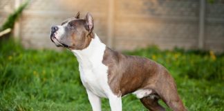 Registro de perros peligrosos: qué razas incluye