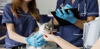 Cómo hacer que tu gato no tenga miedo de ir al veterinario