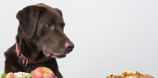 ¿Son viables las dietas veganas para las mascotas?
