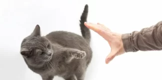 Cómo acariciar a un gato sin que te muerda o arañe