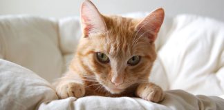 ¿Por qué los gatos muerden las frazadas?