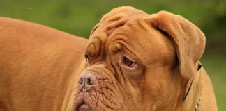 Buscan prohibir la reproducción de perros de «nariz chata»
