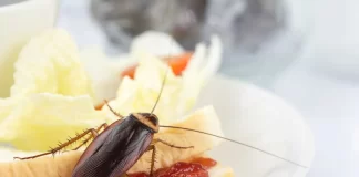 Cómo eliminar las cucarachas y cuidar las mascotas