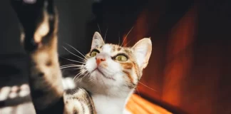 8 señales para saber si tu gato es feliz contigo