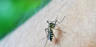 Se duplicaron los casos de dengue en una semana, y hay un internado por chikungunya