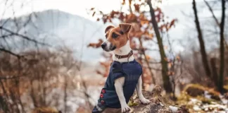 5 consejos para prevenir problemas respiratorios en mascotas