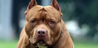 Una niña se encuentra grave tras ser atacada por dos pitbull