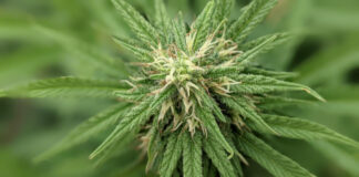 La provincia registró su primera variedad de semilla de cannabis medicinal
