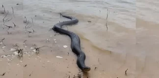 Santa Fe: encontraron una anaconda amarilla en la playa de la Costanera Este