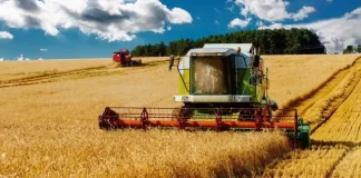 Argentina exportará trigo a China